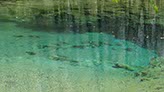 Williford Spring runs into Econfina Creek, Florida